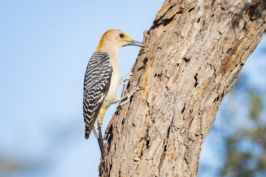 Golden-Fronted Woodpecker Foraging in a Tree Trunk
