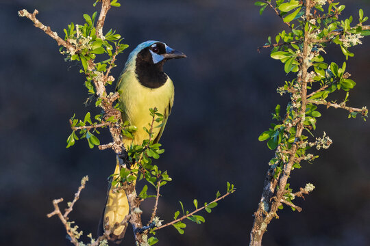 Portrait of a Green Jay