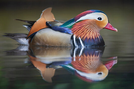 Portrait of a Mandarin Duck at the Monte Palace Botanical Garden