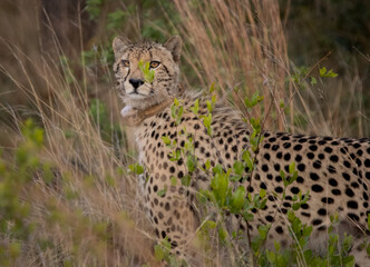 a male cheetah walking in the grass of the african savannah in his natural habitat © TatijanaIvana