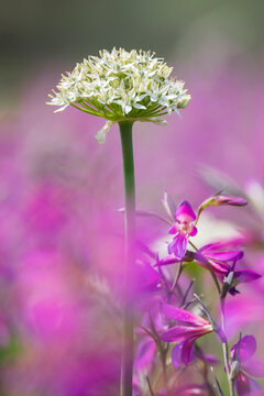 Black Garlic plant in flower, Allium Nigrum,