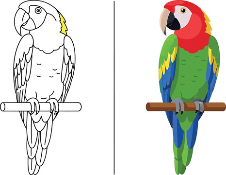 Coloring book page of a parrot and a colored parrot illustration
