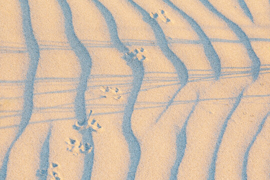 Sand Dune, textures and windblown ripple pattern at Ynyslas