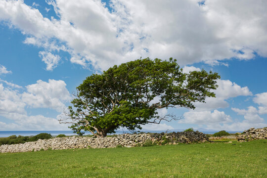 Wind Blown Oak Tree leaning at an angle, with foliage.