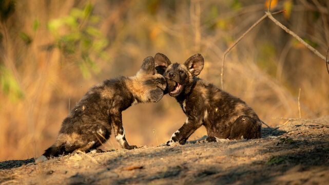 African wild dog, Lycaon pictus, two pups playing together.