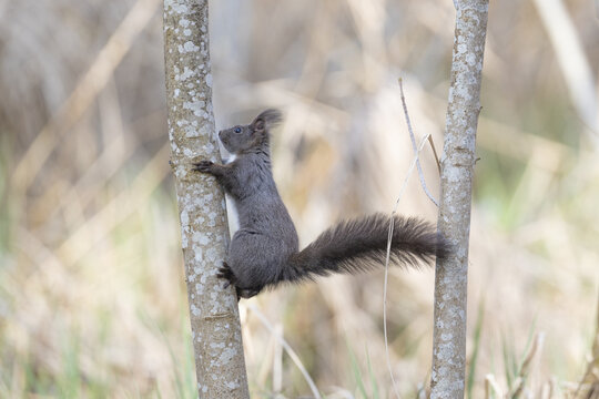 View of a dark squirrel with a bushy tail climbing a slender tree trunk in the natural habitat of Fondation des Grangettes Villeneuve, Vaud, Switzerland.