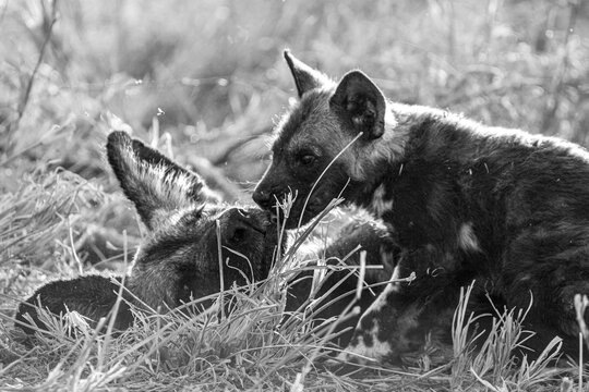 African wild dog, Lycaon pictus, pups playing in grass, in black and white.