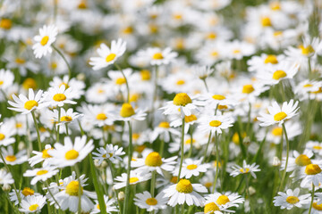 Fototapeta premium Close-up of Matricaria chamomilla flowers blooming in a summer field. White petals and yellow centers of wild chamomile plants under bright natural sunlight. Macro shot of herbal flora in nature.