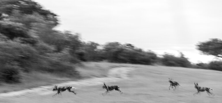 African wild dog, Lycaon pictus, pack running together, motion blur.