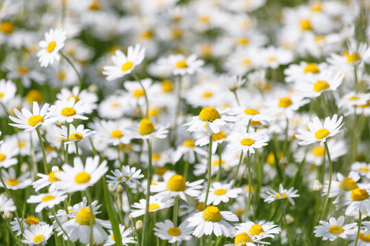 Close-up of Matricaria chamomilla flowers blooming in a summer field. White petals and yellow centers of wild chamomile plants under bright natural sunlight. Macro shot of herbal flora in nature.