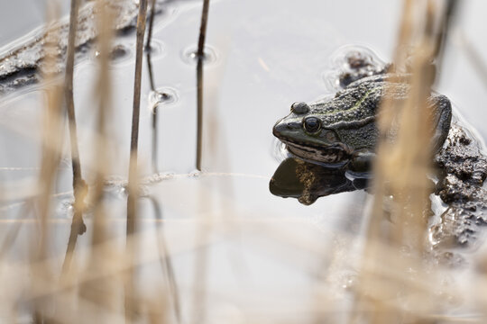 View of a green frog resting in shallow water surrounded by dry reeds at the Fondation des Grangettes nature reserve in Villeneuve, Vaud, Switzerland.