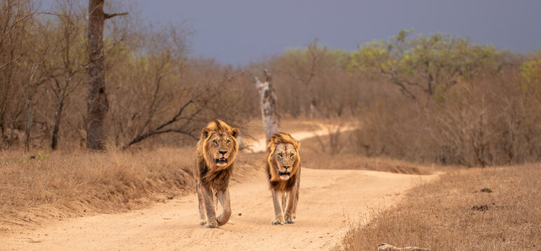 Lion, Panthera leo, two males walking together.