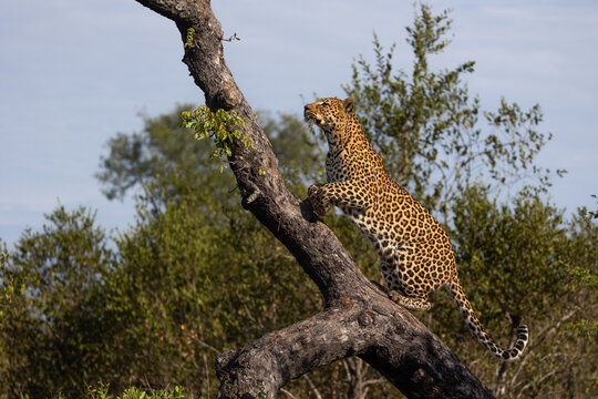 Leopard, Panthera pardus, climbing a fallen marula tree.