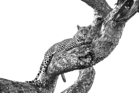 Leopard, Panthera pardus, female resting in marula tree, black and white.