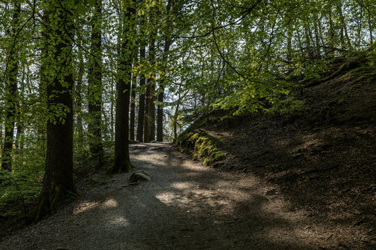 A peaceful woodland path to wander on. Being at one with nature. A place of serenity.