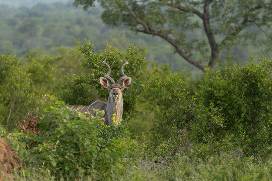 Greater kudu, Tragelaphus strepsiceros, bull standing amongst lush greenery.