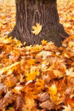 Pile of golden yellow autumn leaves at base of a tree trunk