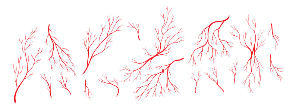 red veins anatomy blood artery and eye capillary vector