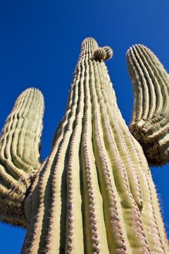 Looking up at a Saguaro cactus and blue sky, Phoenix, Arizona, USA