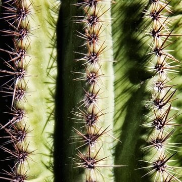 Saguaro cactus needles, closeup, Phoenix, Arizona, USA