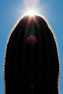 Saguaro cactus in silhouette against blue sky with sun burst, Phoenix, Arizona, USA