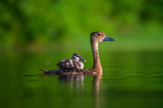 View of a lesser whistling duck swimming in calm green water with a small duckling resting on its back Joypurhat, Rajshahi Division, Bangladesh.