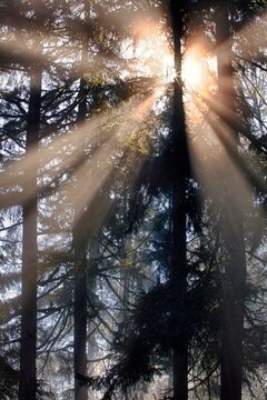 Sunburst through fog and pine tree forest, Washington, USA
