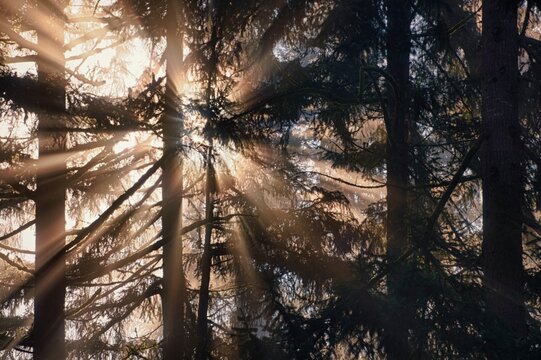 Sunburst through fog and pine tree forest, Washington, USA