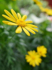 Obraz premium Eyryops pectinatus