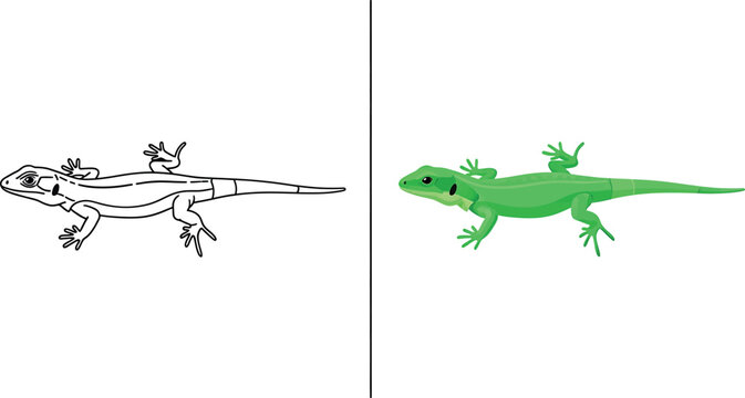 Lizard coloring page for kids and adults green lizard illustration