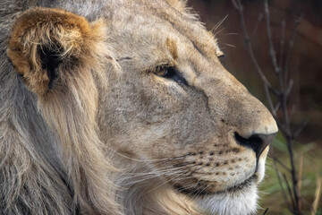a side profile portrait of a juvenile male lion  © TatijanaIvana