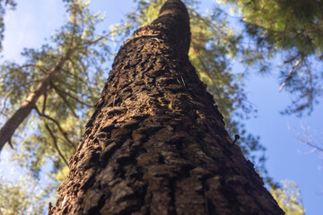 Fototapeta premium Close-up of Tree Bark Against Blue Sky