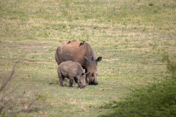 Obraz premium a female white rhino and her calf grazing in the grass of their natural habitat in Africa