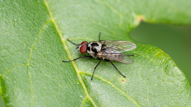 Bio Diversity - Anthomyia procellaris - Seldom seen Fly on a green Leaf