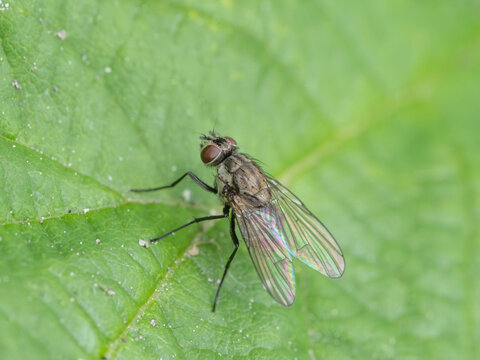 Bio Diversity - Limnophora - Seldom seen Mini Fly