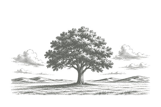 Classic engraving style vector illustration of a majestic single oak tree standing in an open field landscape with a distant horizon