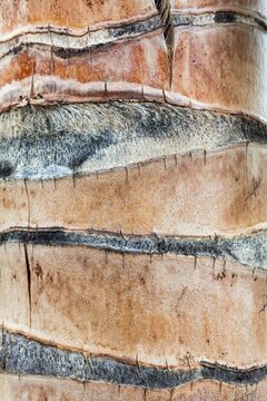 Detailed close-up of the textured trunk of a palm tree in Isla Mujeres, showing organic patterns, fibers, and natural color.
