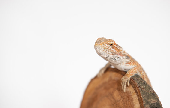 baby agama lizard isolated on a white background