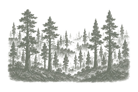 Atmospheric vintage etching style vector illustration of a dense pine forest landscape with tall trees and misty mountain background