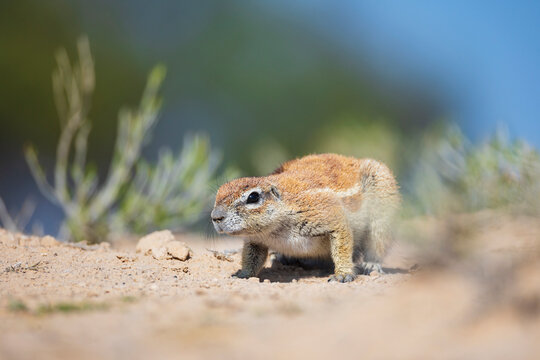 African Ground Squirrel, Cape ground squirrel, Geosciurus inauris, an animal in a sandy habitat.