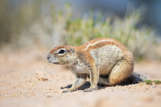African Ground Squirrel, Cape ground squirrel, Geosciurus inauris, an animal in a sandy habitat.