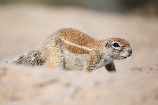 African Ground Squirrel, Cape ground squirrel, Geosciurus inauris, an animal in a sandy habitat.