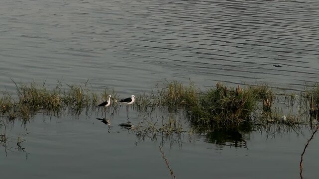 Black-winged stilts are long-legged waders characteristic of wetlands
