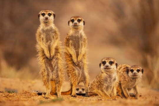 Meerkats, Suricata suricatta, at the den at sunrise
Vanzylsrus.