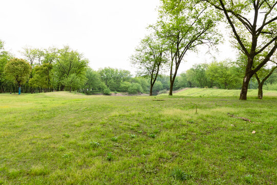 The lawns and trees in the park in spring