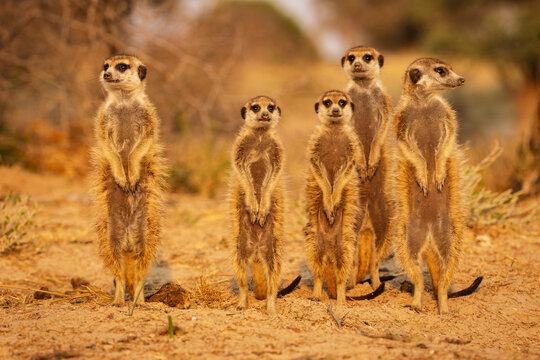 Meerkats, Suricata suricatta, at the den at sunrise, 
Vanzylsrus.