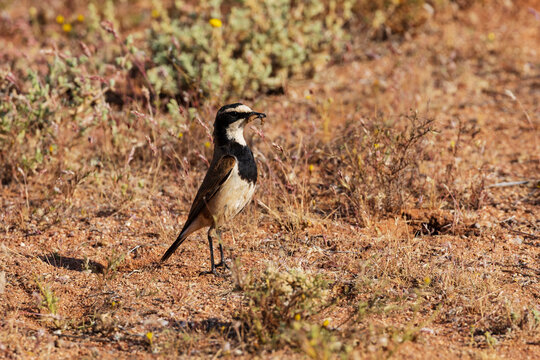 Capped Wheatear, Oenanthe pileata, a black and white bird, in the
Goegap Nature Reserve