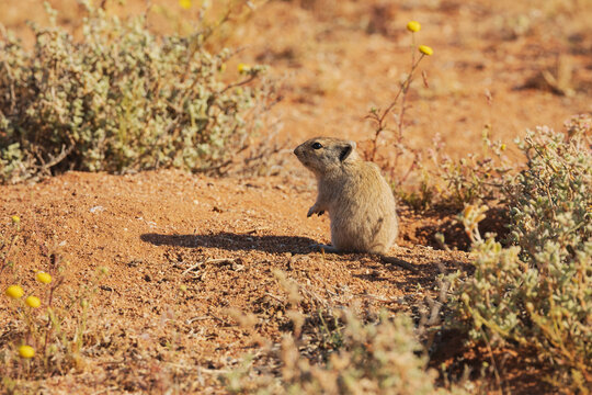Brant's Whistling Rat, Parotomys brantsii in the Goegap Nature Reserve,