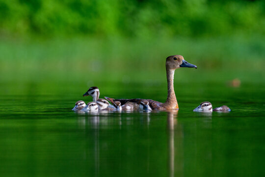 View of a Lesser Whistling Duck swimming with its ducklings in the calm green water of a pond surrounded by lush foliage in Joypurhat, Rajshahi Division, Bangladesh.