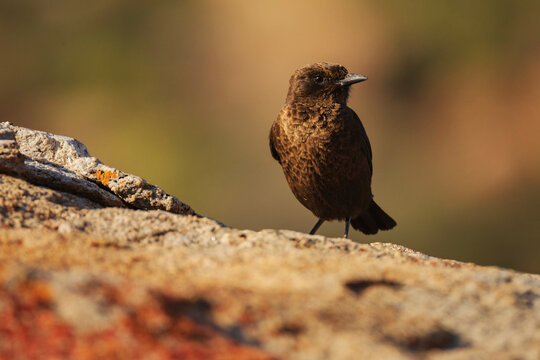 An Ant-Eating Chat, Myrmecocichla formicivora at
Goegap Nature Reserve